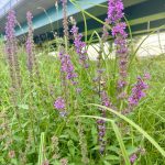 Wildkräuterführung im Ruhrgebiet