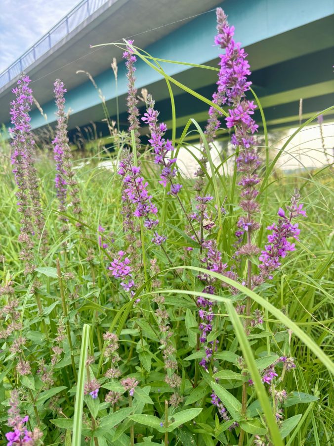 Wildkräuterführung im Ruhrgebiet