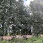 Konikpferde im Naturschutzgebiet Ooijpolder in Nimwegen