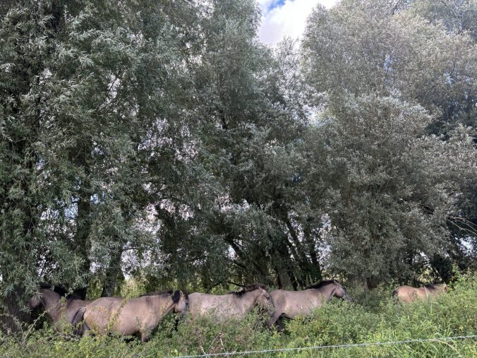 Konikpferde im Naturschutzgebiet Ooijpolder in Nimwegen
