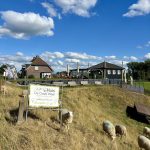 Schafe am Koffiehuis De Oude Waal
